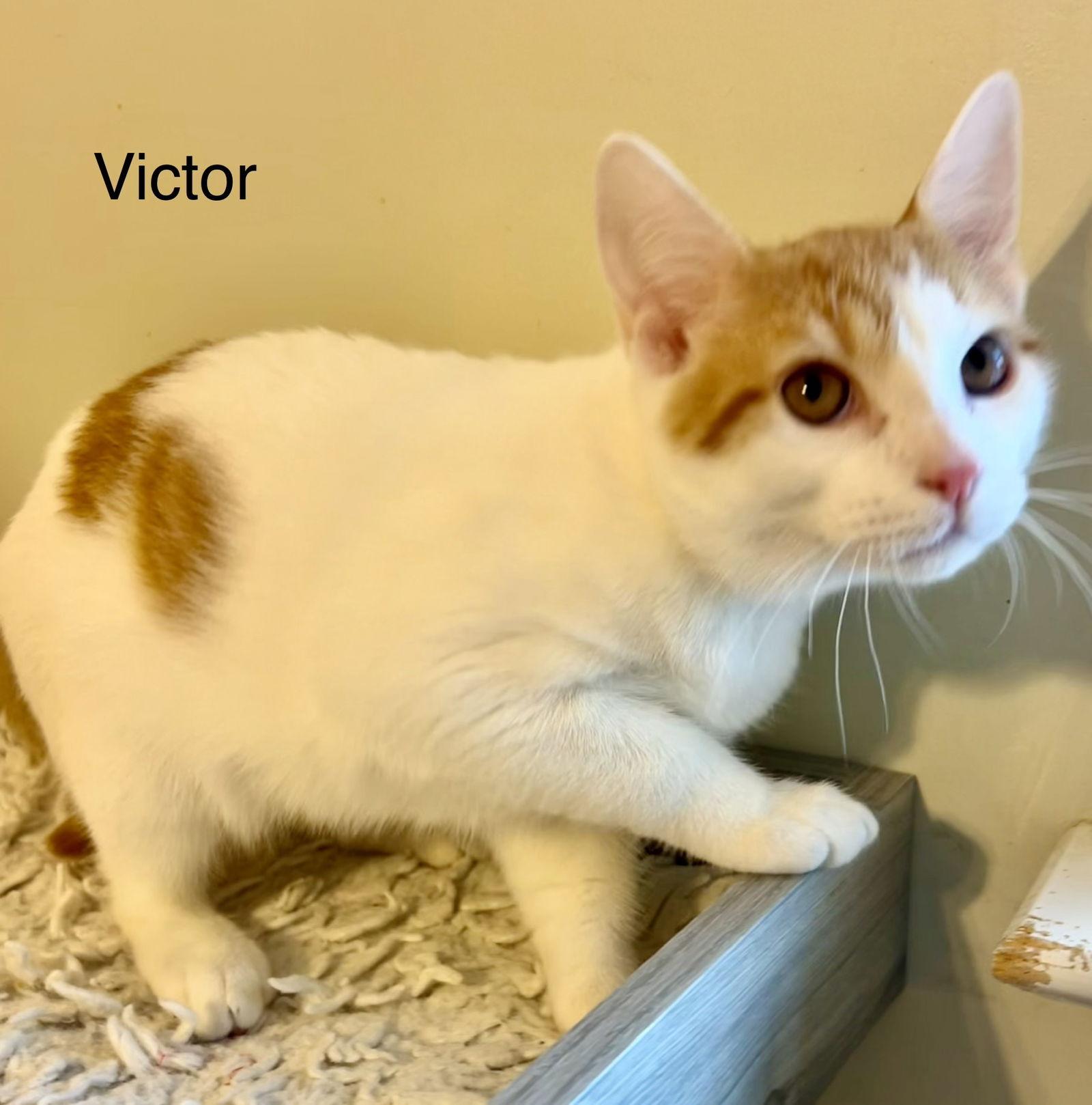 Enlarge Victor, a Adopted Domestic Short Hair in Buford, GA image 2/3