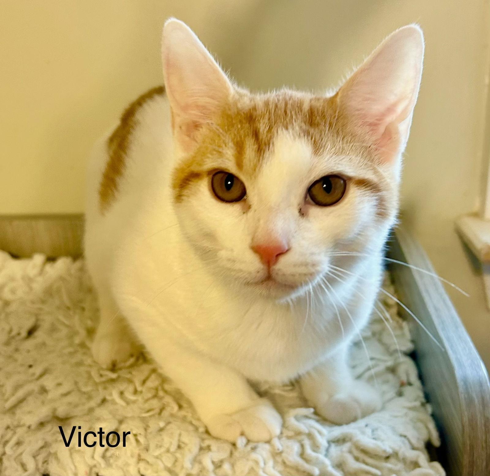 Enlarge Victor, a Adopted Domestic Short Hair in Buford, GA image 3/3