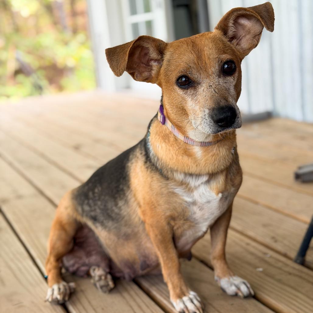 Journey, Adoptable, Puppy Female Beagle.