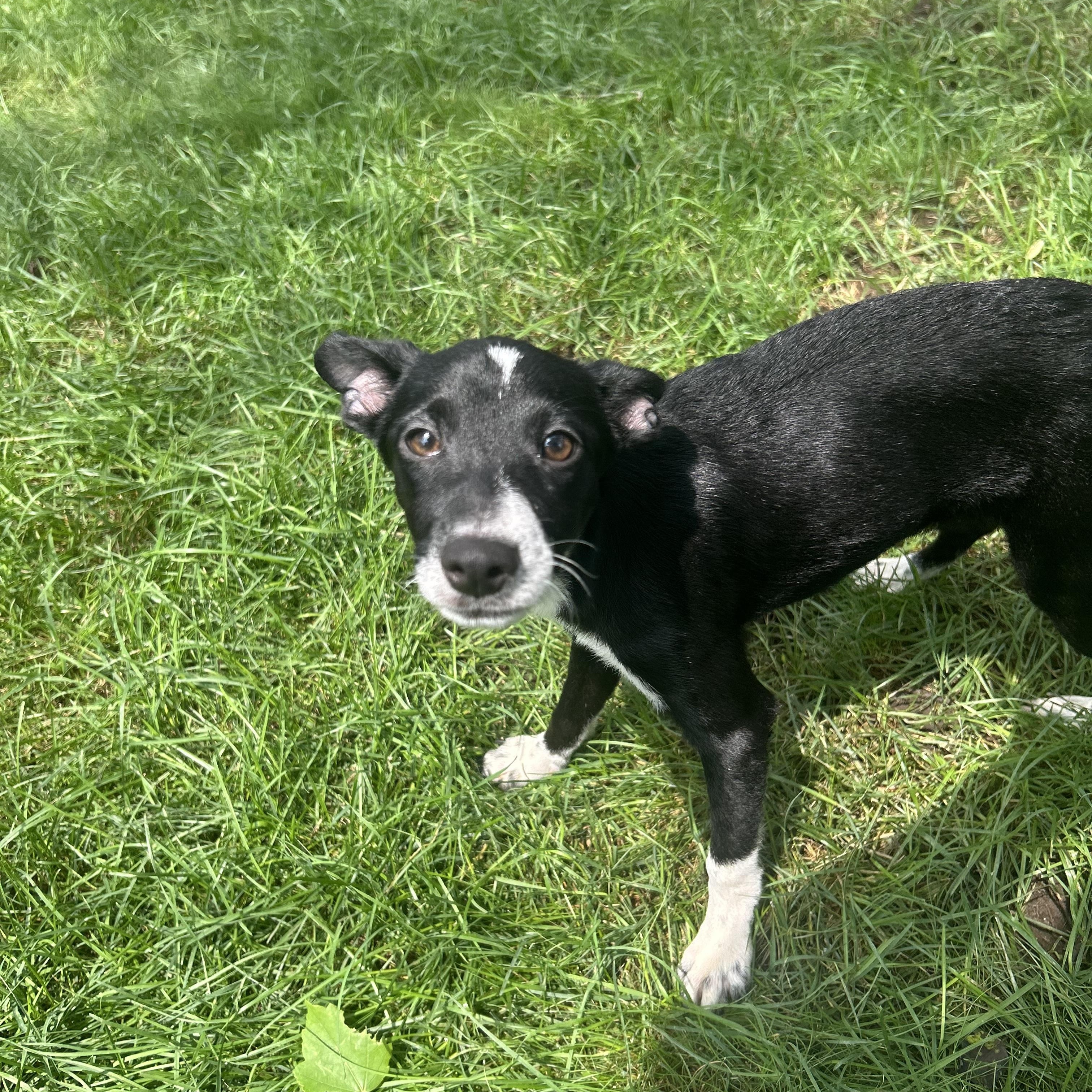 Enlarge Calla, a Adoptable mixed breed in Crystal Lake, IL image 3/6