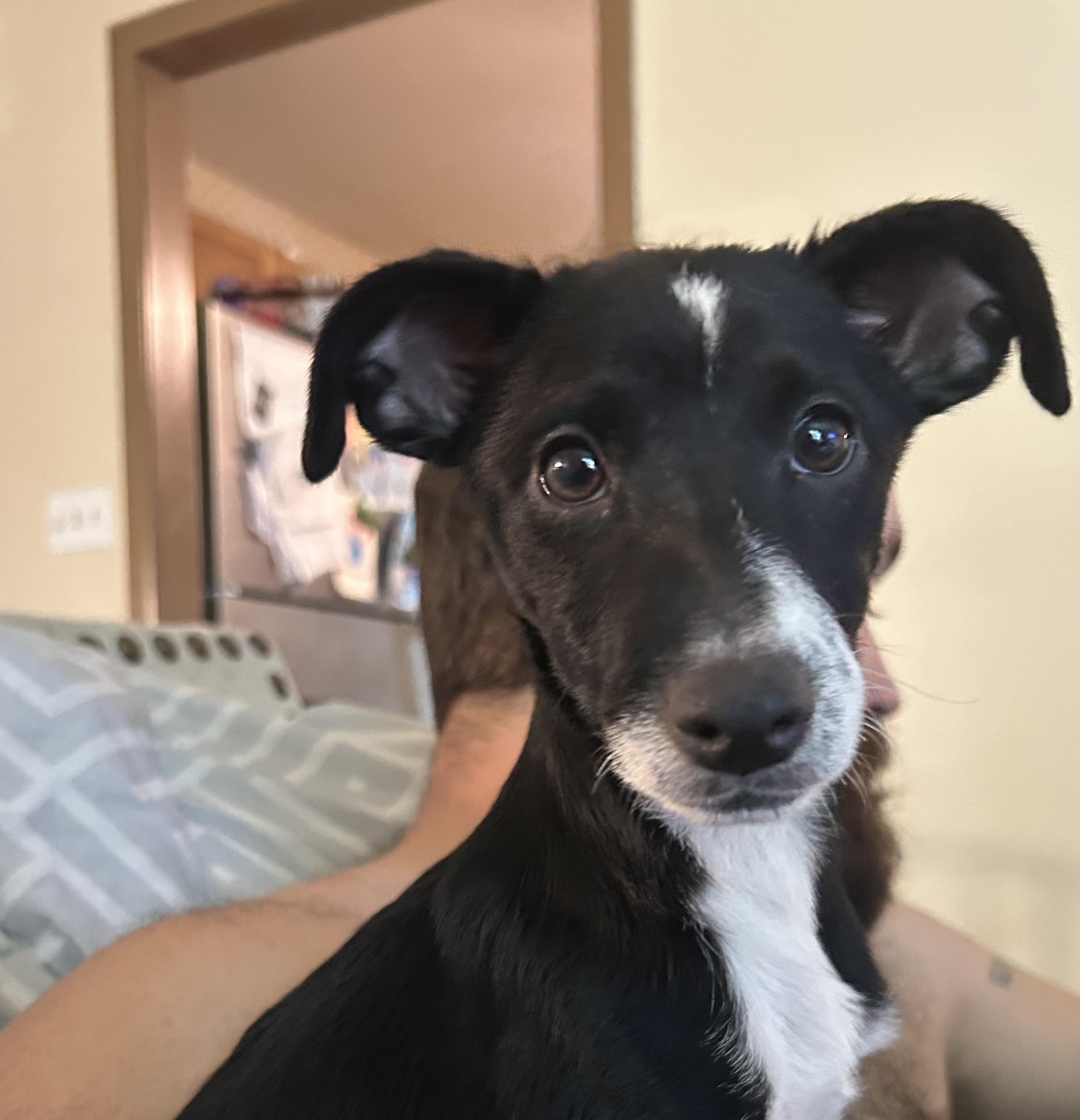 Enlarge Calla, a Adoptable mixed breed in Crystal Lake, IL image 1/6