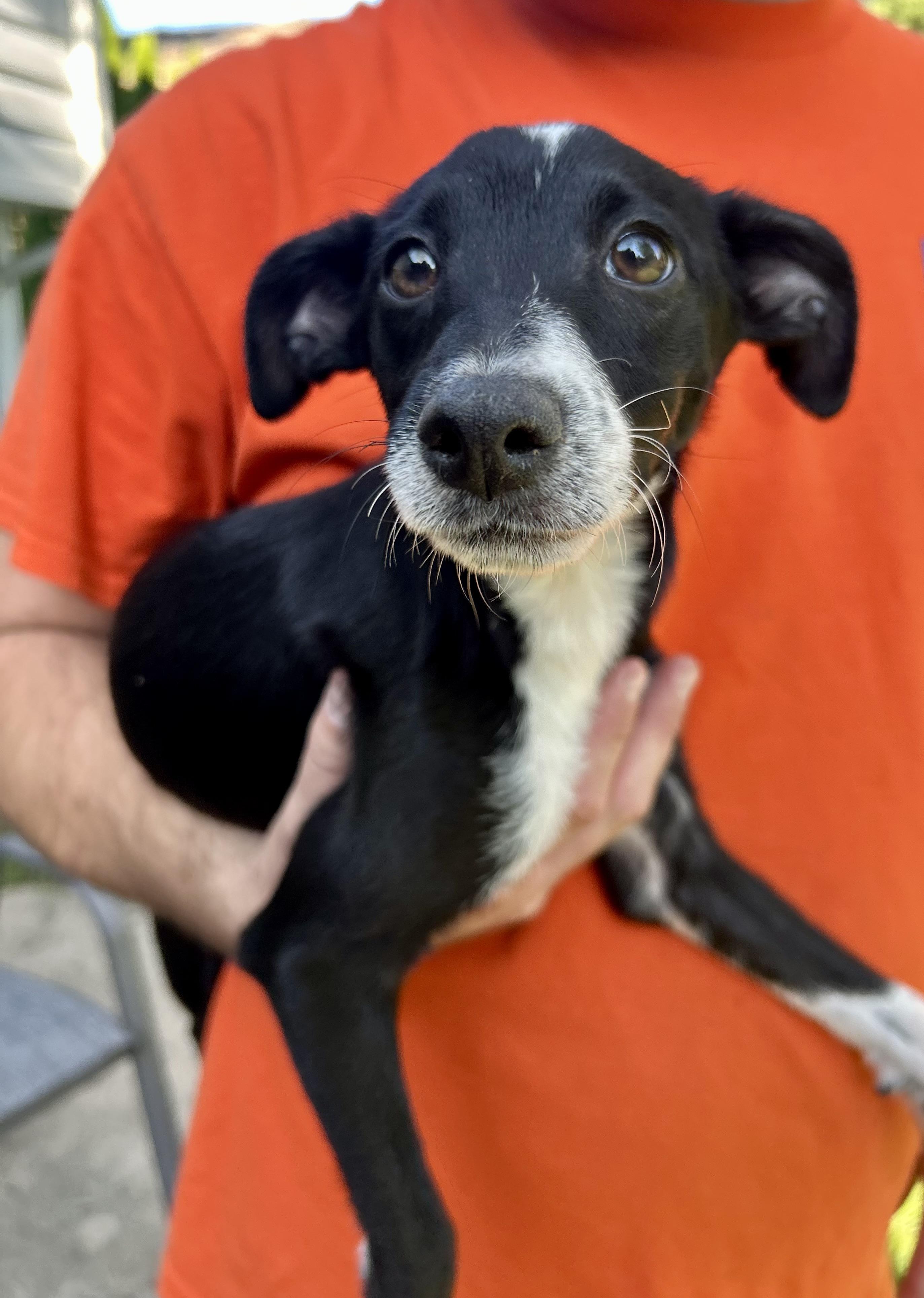 Enlarge Calla, a Adoptable mixed breed in Crystal Lake, IL image 2/6