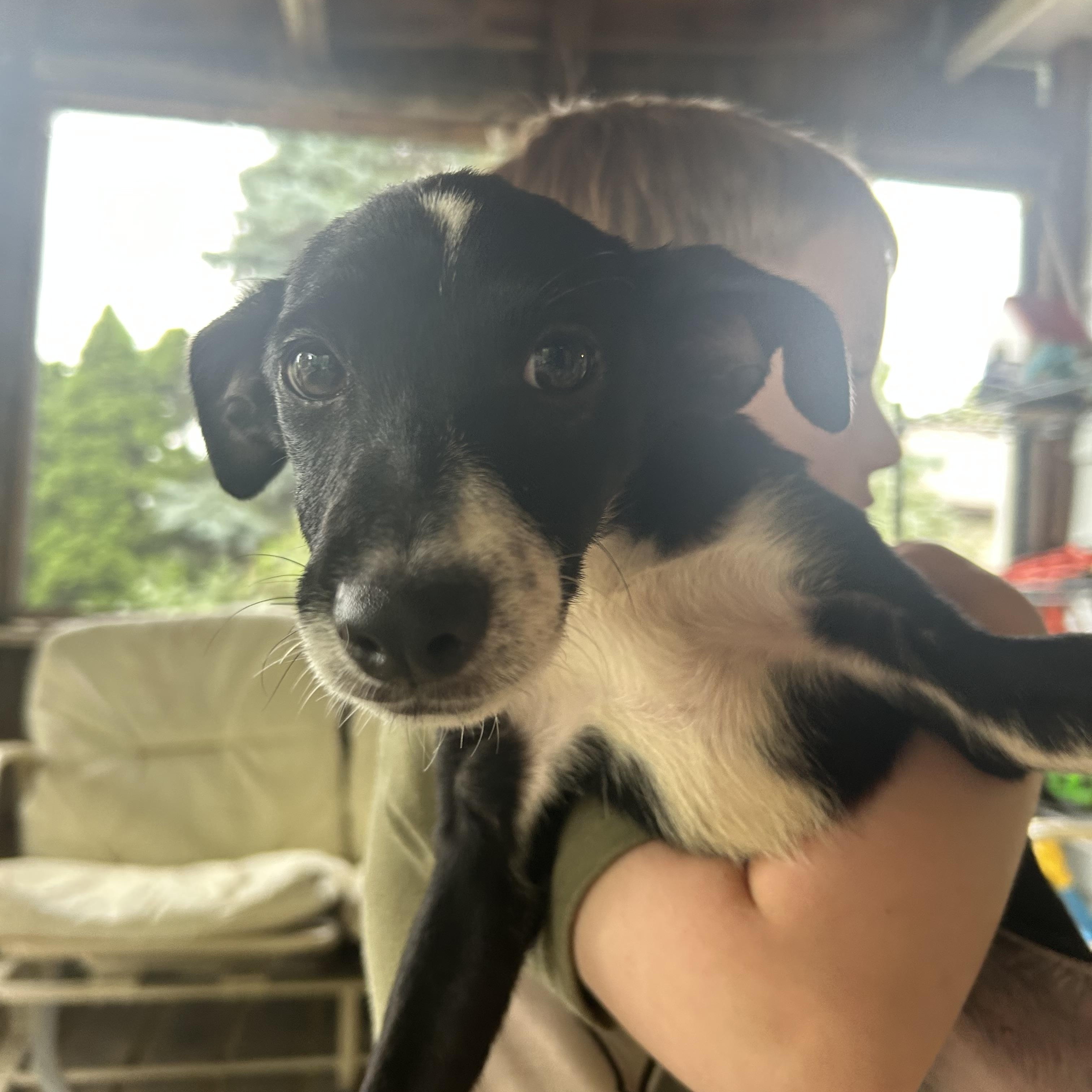 Enlarge Calla, a Adoptable mixed breed in Crystal Lake, IL image 4/6