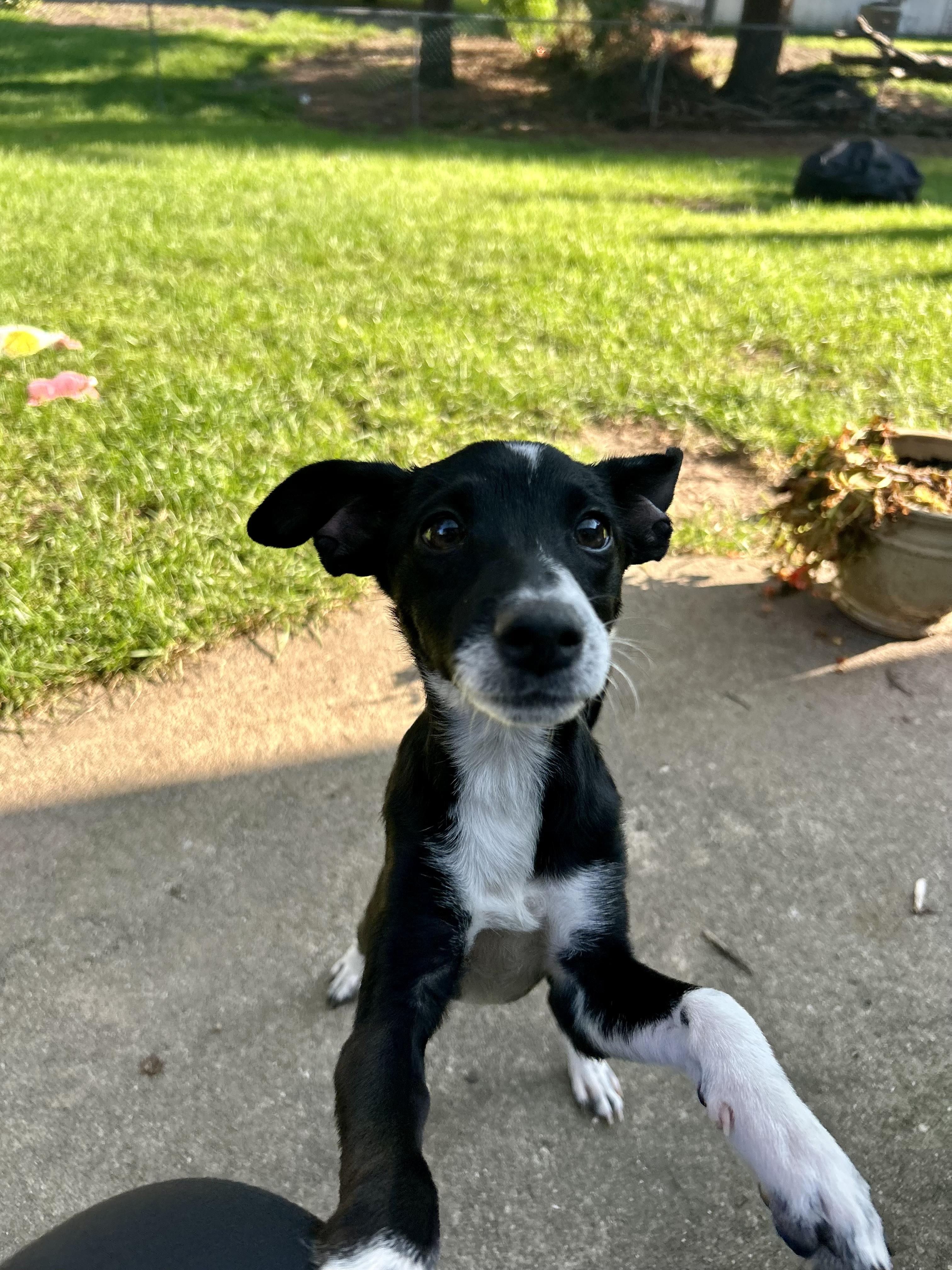 Enlarge Calla, a Adoptable mixed breed in Crystal Lake, IL image 6/6