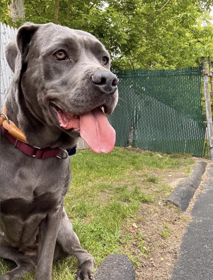 Enlarge Sheeba & Annubus (Bonded Pair), a Adoptable Cane Corso in Medford, NY image 2/4