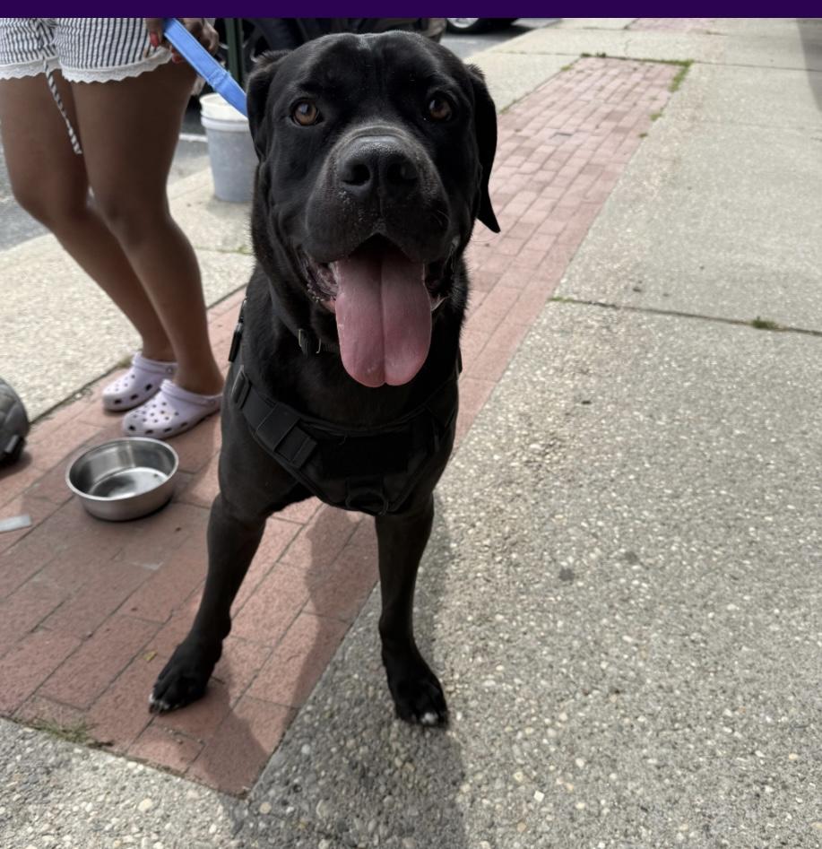 Sheeba & Annubus (Bonded Pair)