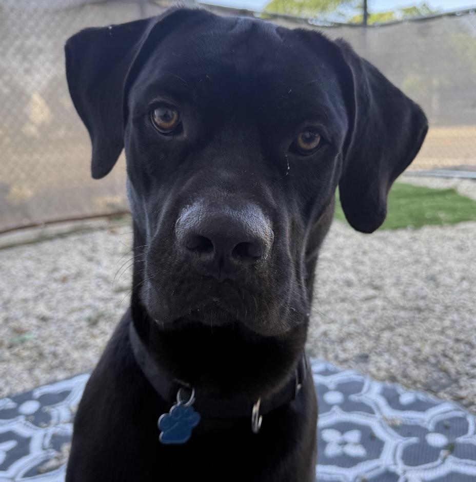 Sheeba & Annubus (Bonded Pair)