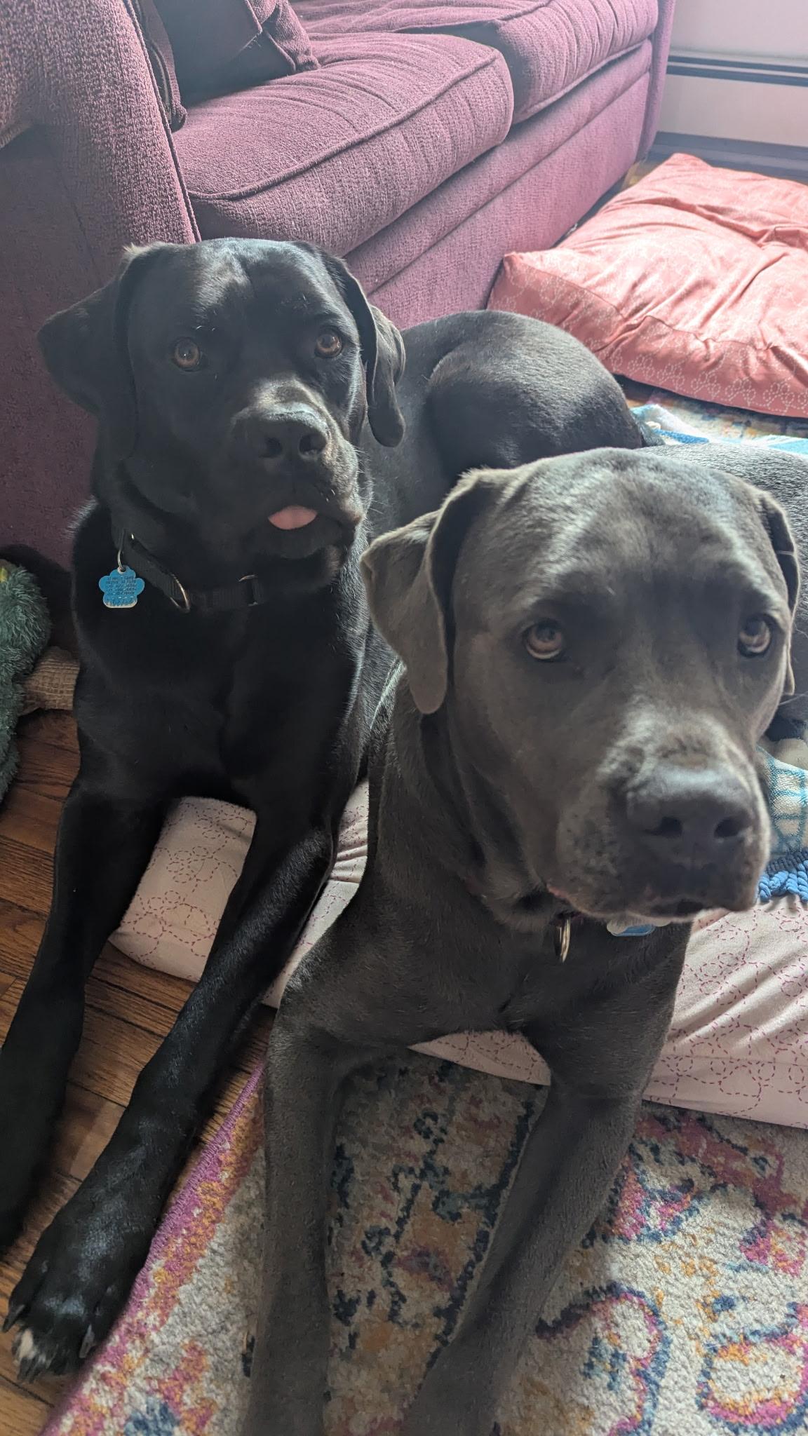 Enlarge Sheeba & Annubus (Bonded Pair), a Adoptable Cane Corso in Medford, NY image 3/6