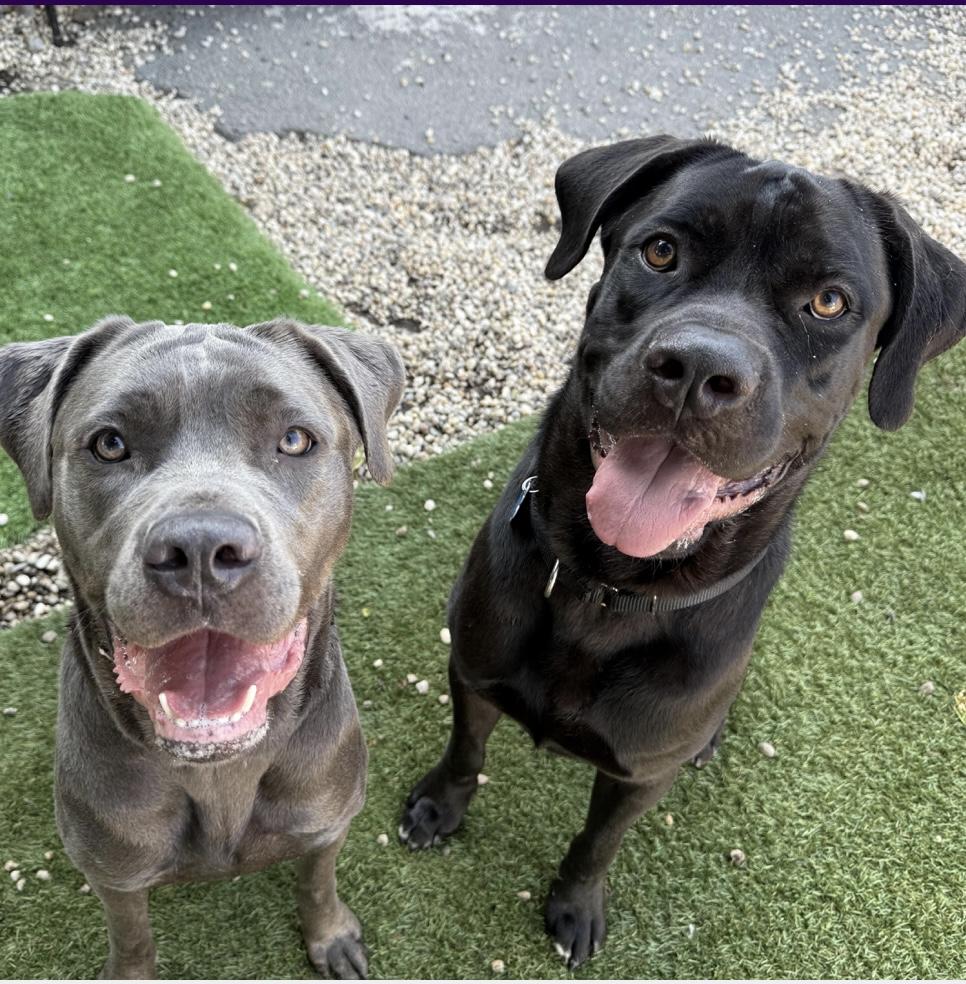 Enlarge Sheeba & Annubus (Bonded Pair), a Adoptable Cane Corso in Medford, NY image 1/4