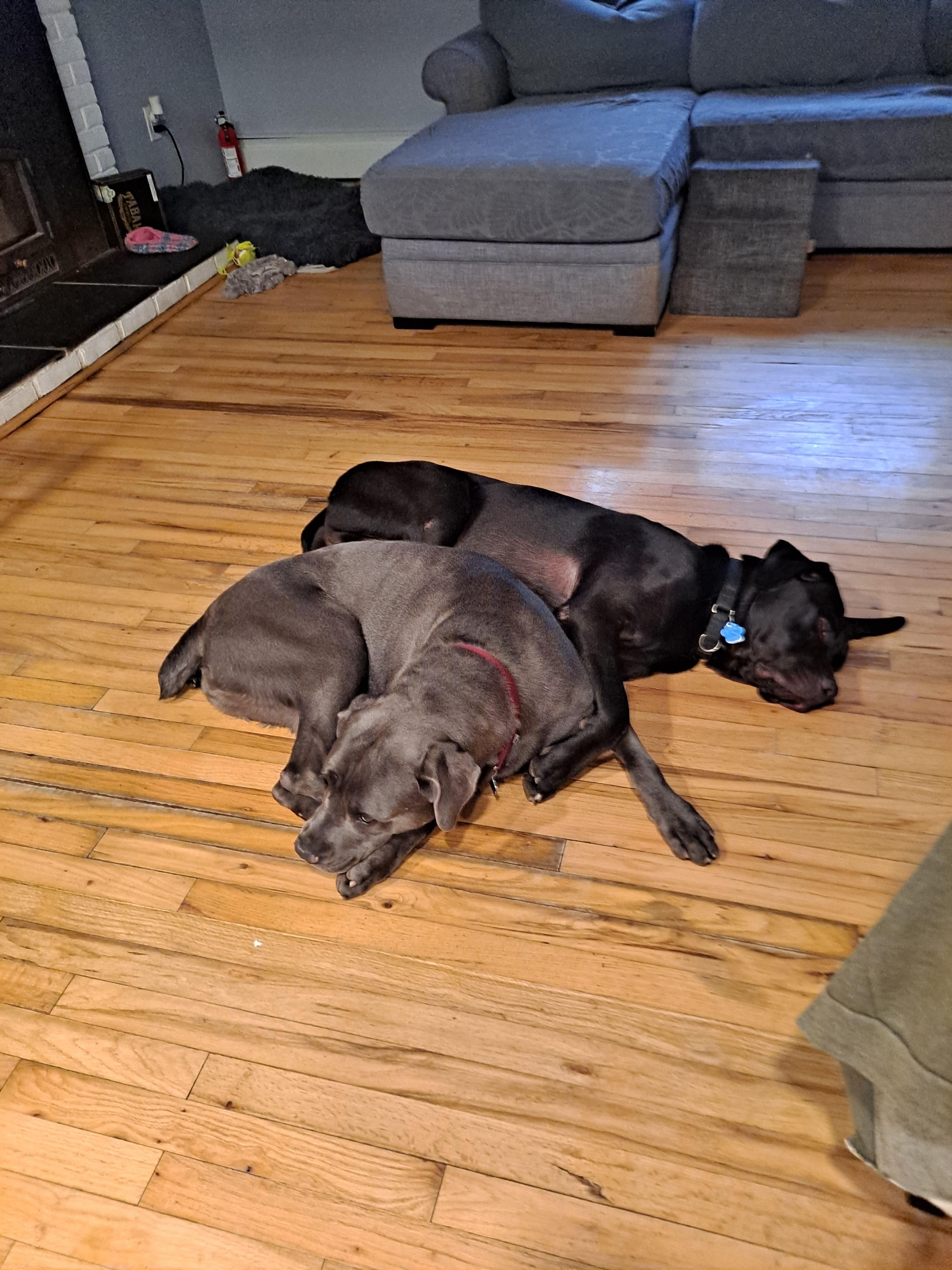 Sheeba & Annubus (Bonded Pair)