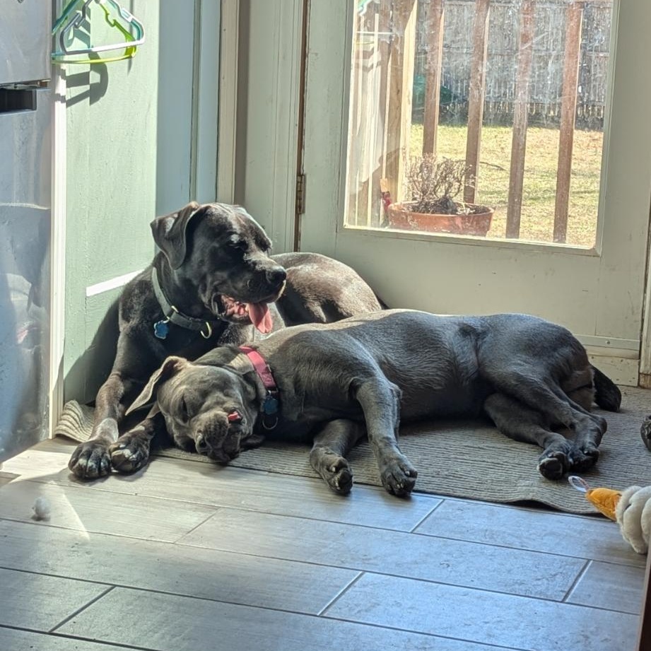 Enlarge Sheeba & Annubus (Bonded Pair), a Adoptable Cane Corso in Medford, NY image 4/6