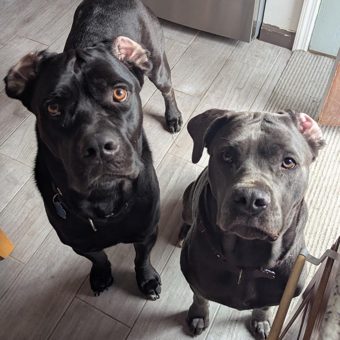 Enlarge Sheeba & Annubus (Bonded Pair), a Adoptable Cane Corso in Medford, NY image 2/6
