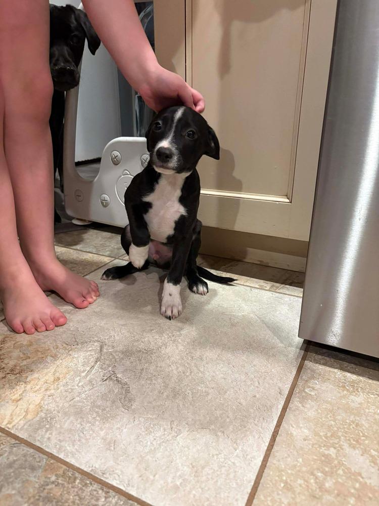 Billy, Adoptable, Puppy Male Retriever.