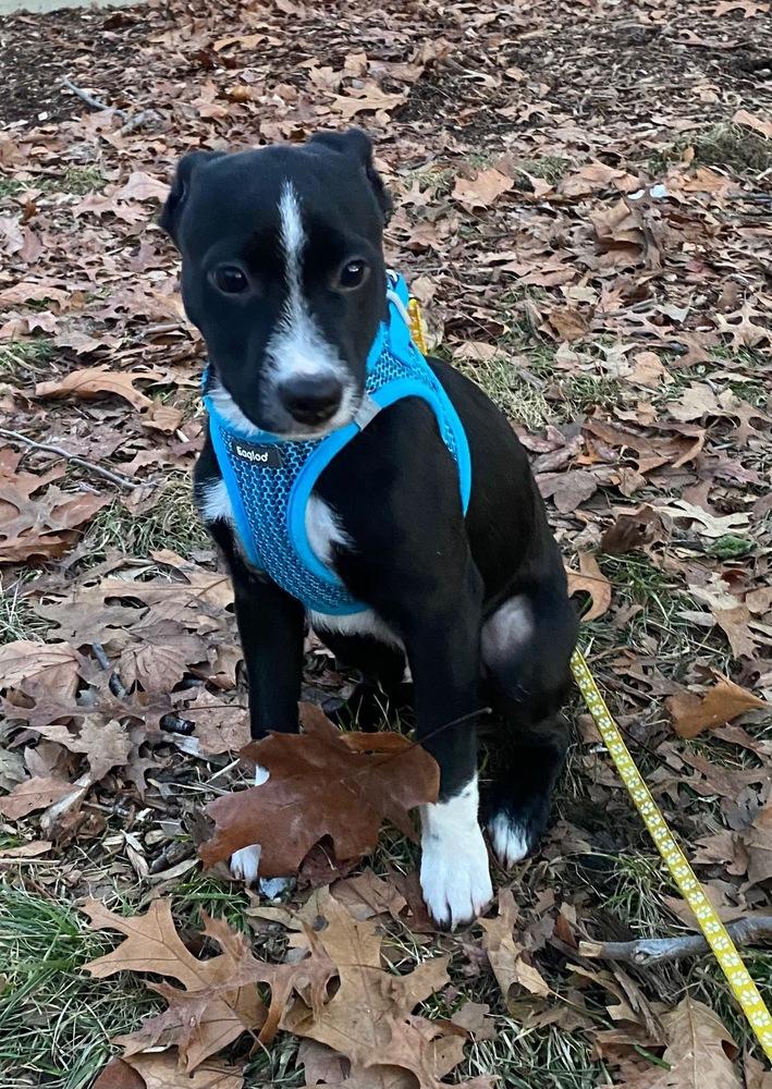 Enlarge Billy, a Adoptable mixed breed in Valley Stream, NY image 4/6