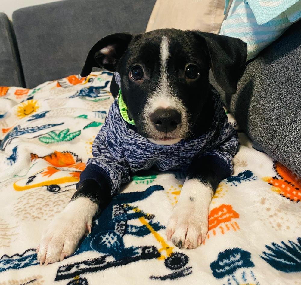 Enlarge Billy, a Adoptable mixed breed in Valley Stream, NY image 5/6