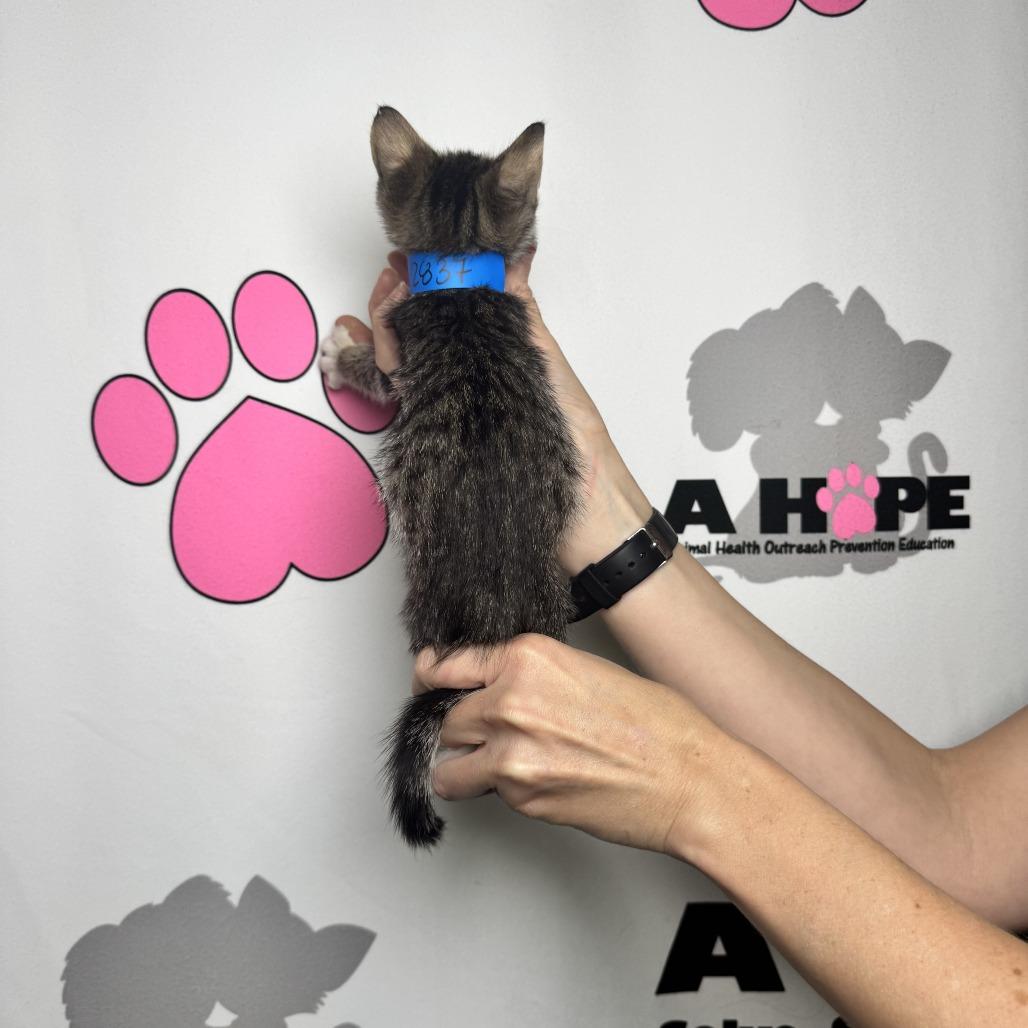 Whisk, Adoptable, Kitten Male American Shorthair & Domestic Short Hair.