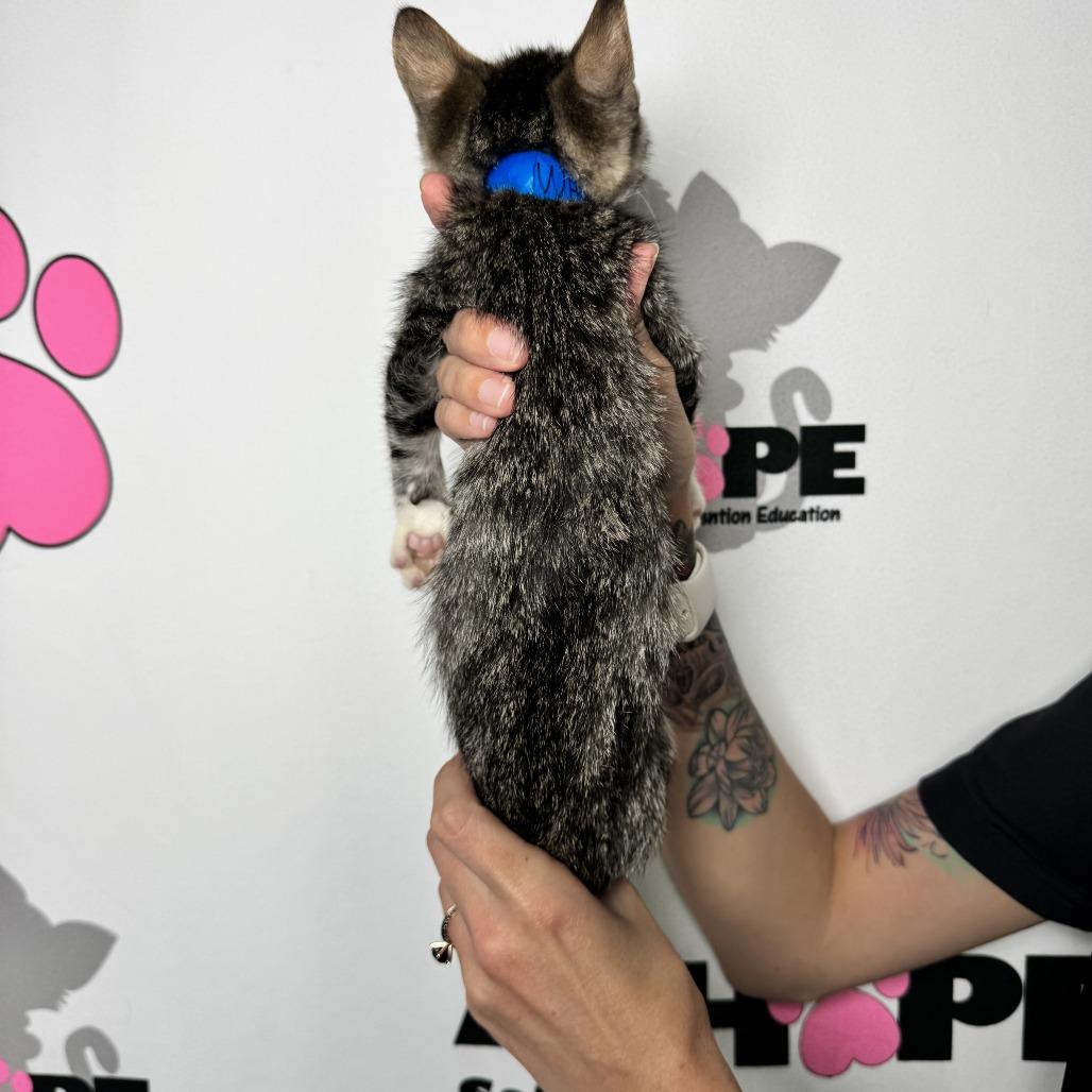 Enlarge Whisk, a Adoptable mixed breed in Milton, FL image 2/6