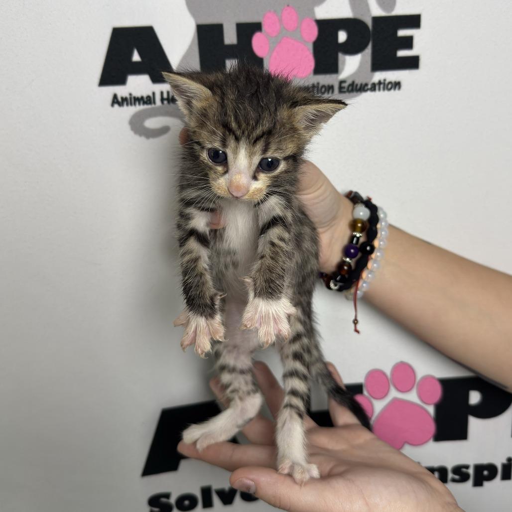 Whisk, a Adoptable mixed breed in Milton, FL image 1/2