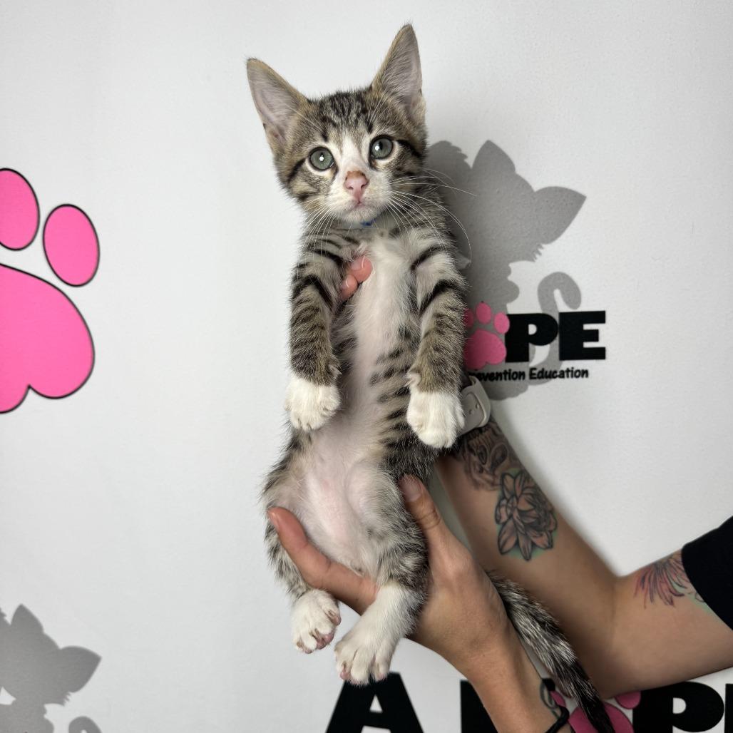 Enlarge Whisk, a Adoptable mixed breed in Milton, FL image 4/6