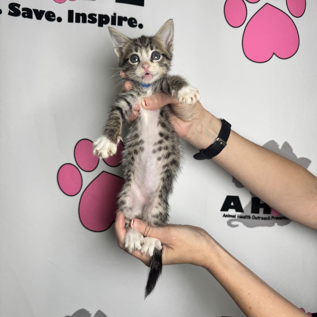 Enlarge Whisk, a Adoptable mixed breed in Milton, FL image 5/6