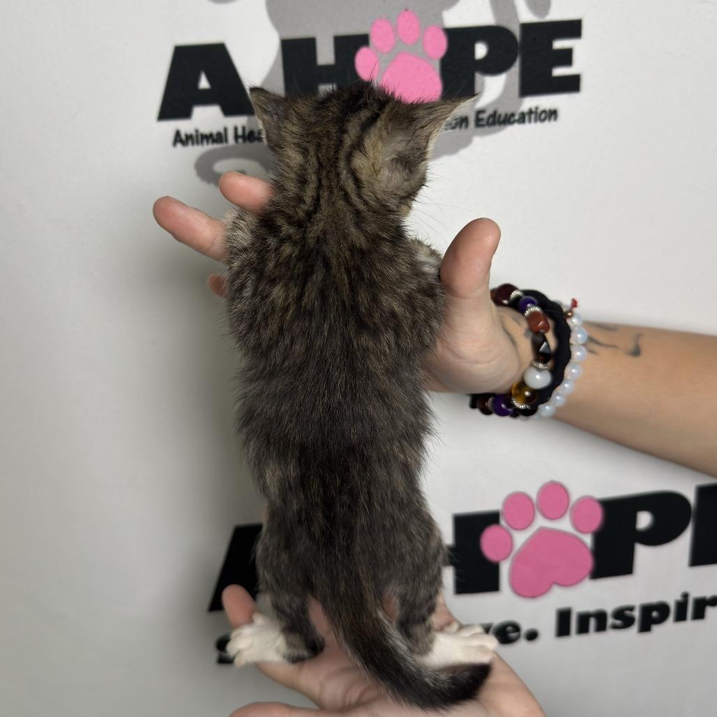 Whisk, a Adoptable mixed breed in Milton, FL image 2/2