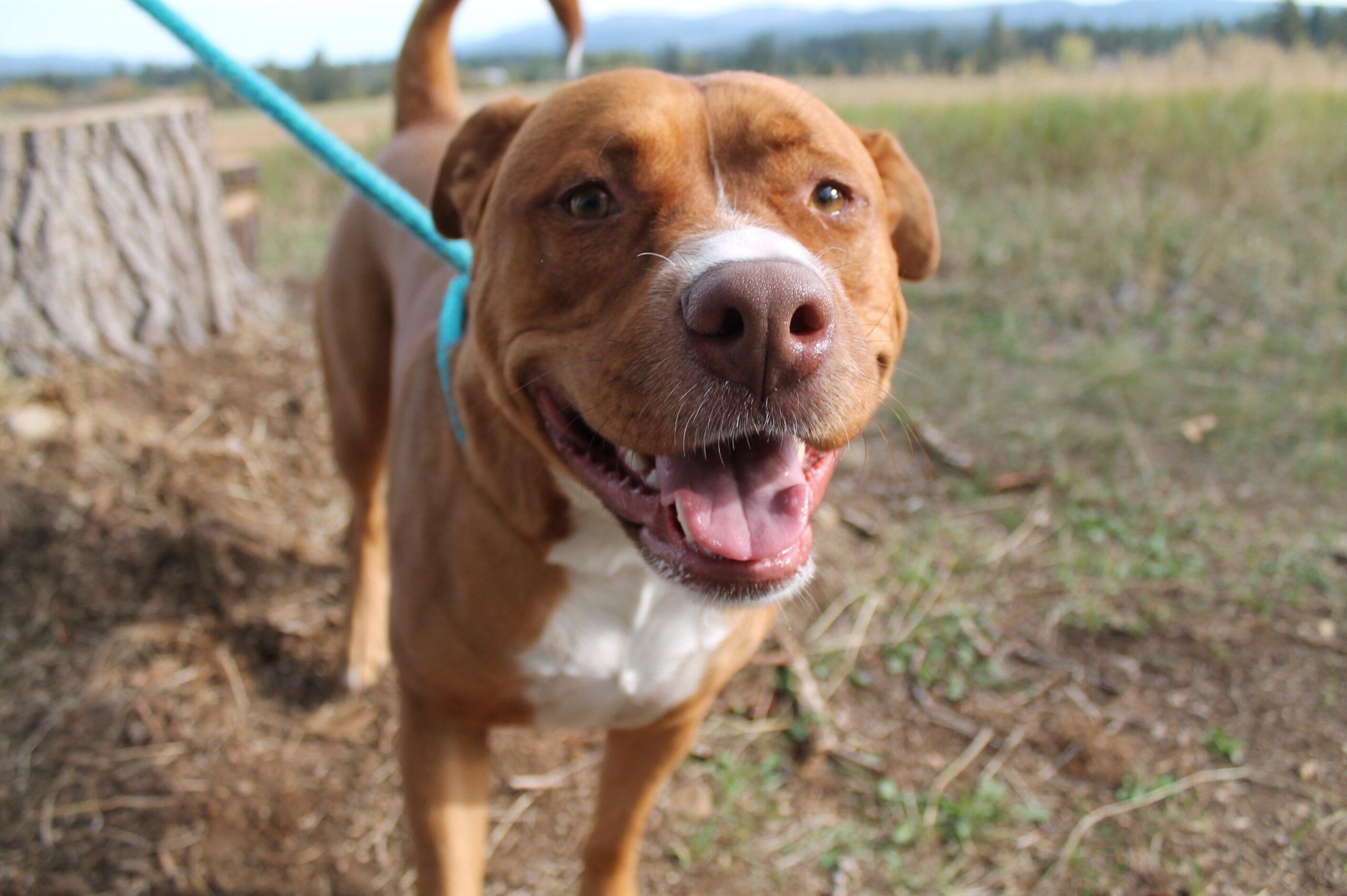 Pickles, an adoptable Mixed Breed in McCall, ID, 83638 | Photo Image 1