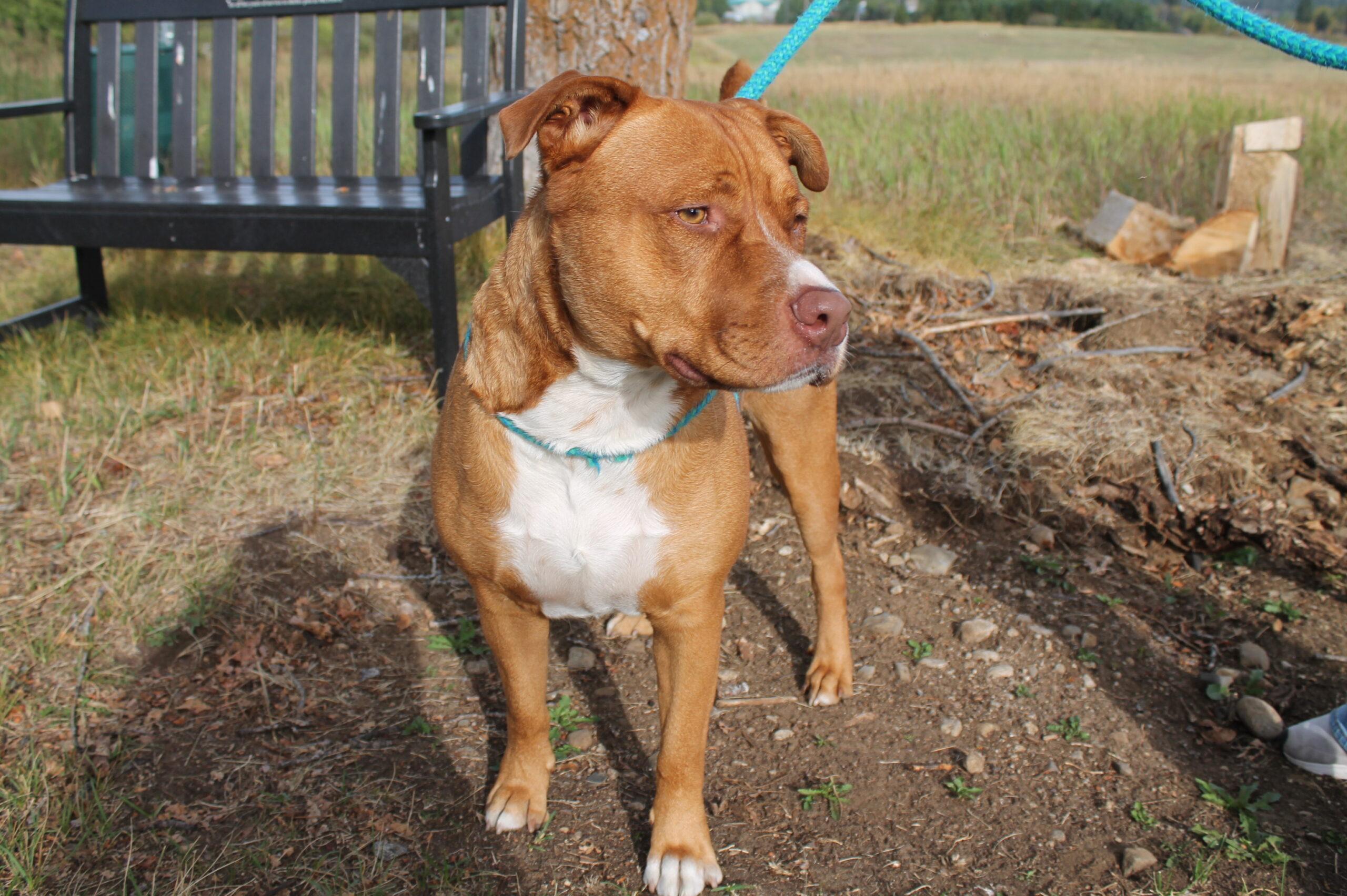 Pickles, an adoptable Mixed Breed in McCall, ID, 83638 | Photo Image 2