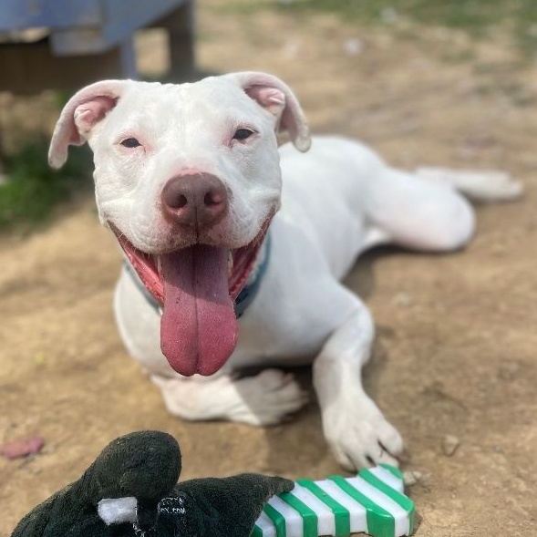 Cory, a Adoptable Pit Bull Terrier in Myerstown, PA image 1/6