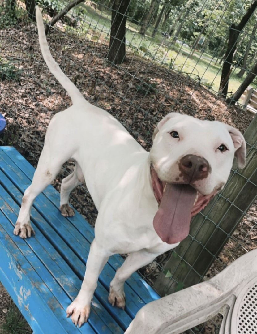 Cory, a Adoptable Pit Bull Terrier in Myerstown, PA image 2/6