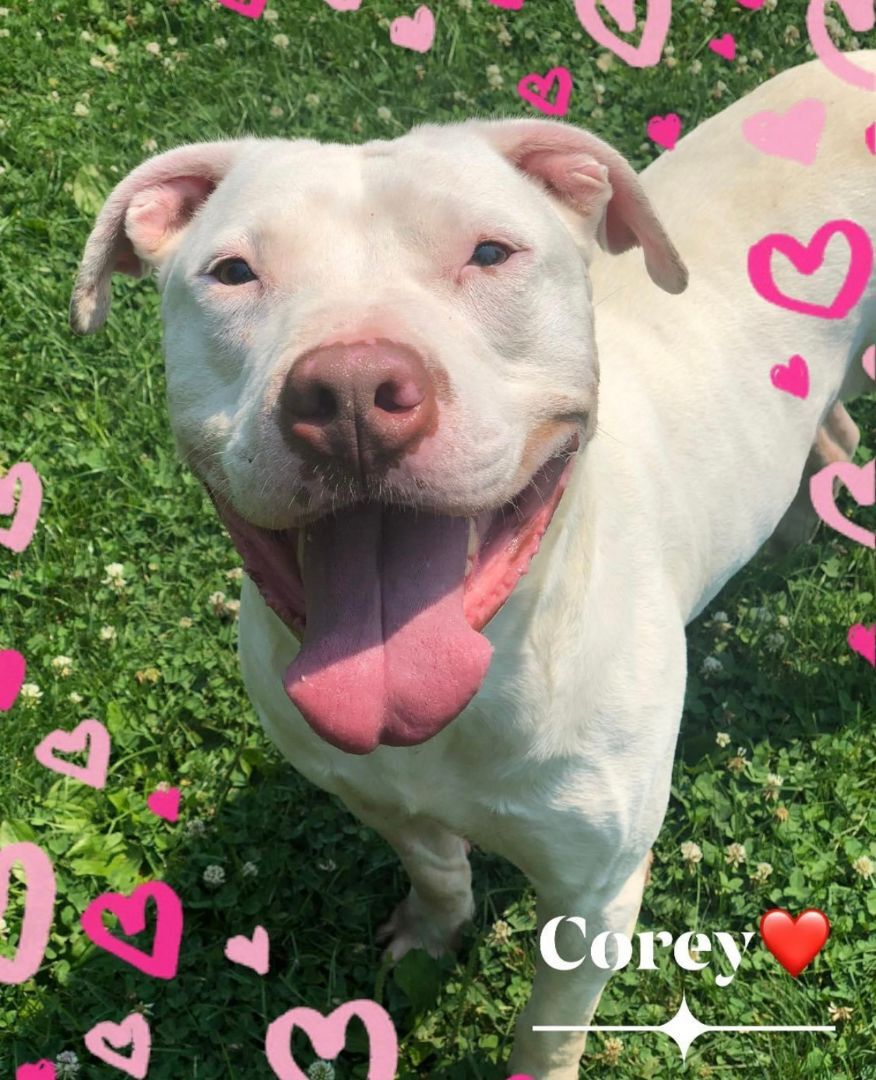 Cory, a Adoptable Pit Bull Terrier in Myerstown, PA image 3/6