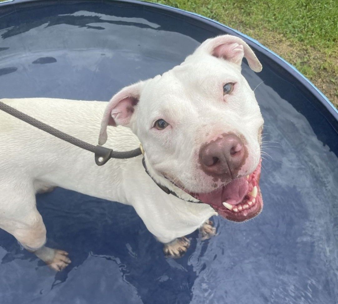 Cory, a Adoptable Pit Bull Terrier in Myerstown, PA image 4/6