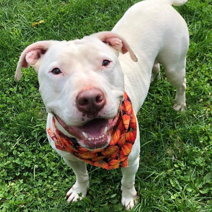 Cory, a Adoptable Pit Bull Terrier in Myerstown, PA image 5/6