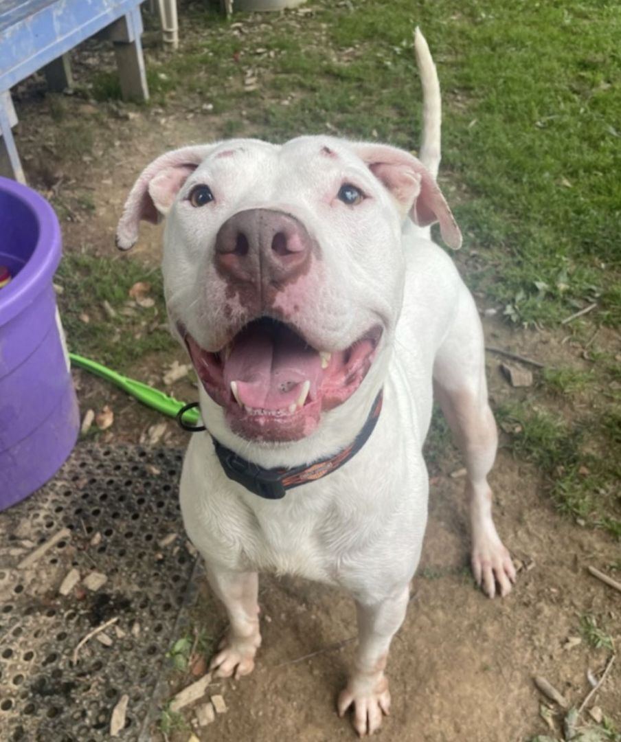 Cory, a Adoptable Pit Bull Terrier in Myerstown, PA image 6/6