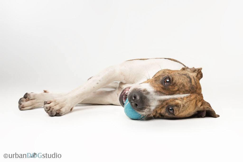 Rumi - F, Adoptable, Young Female Hound.