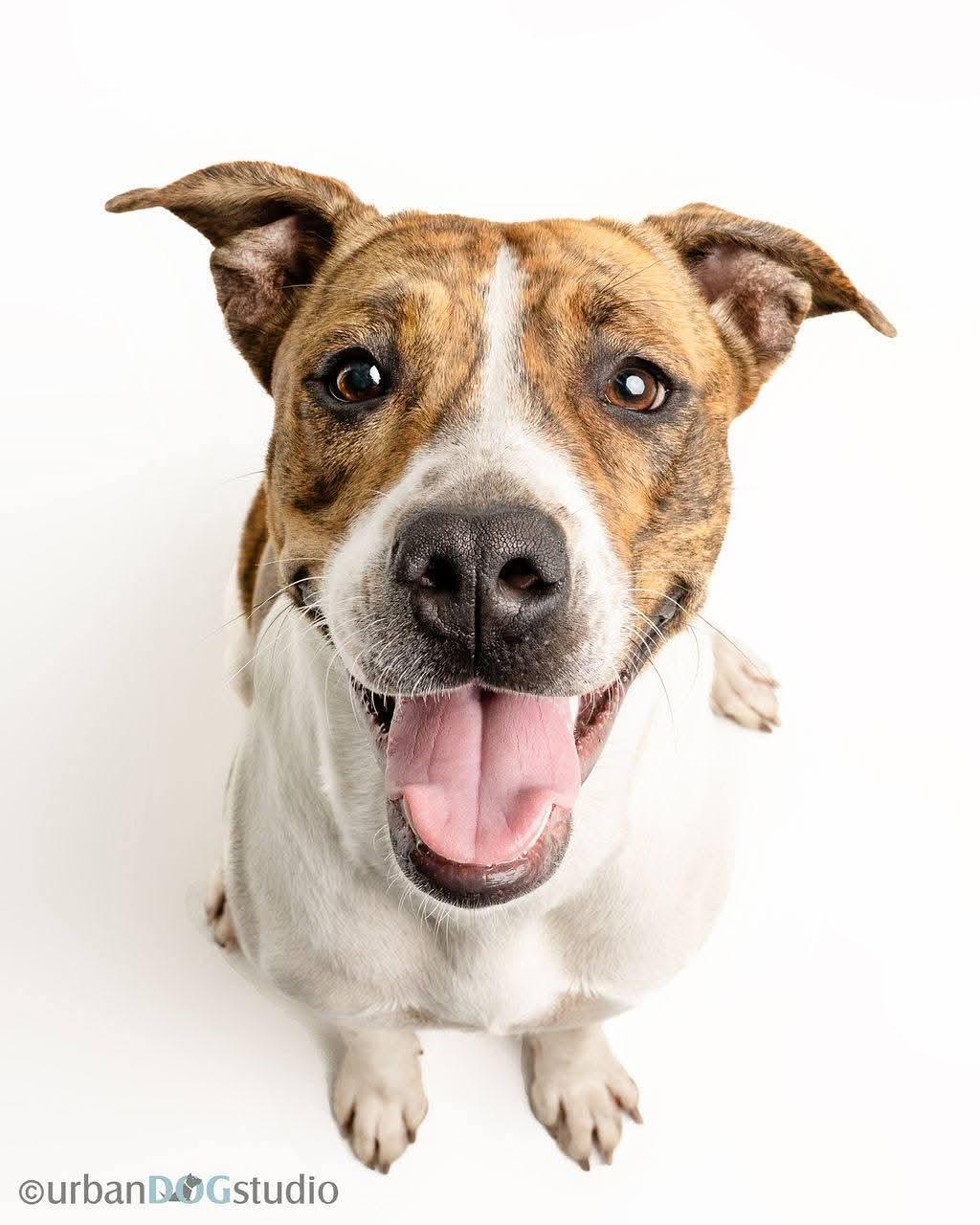 Rumi - F, a Adoptable Hound in Tampa, FL image 2/3