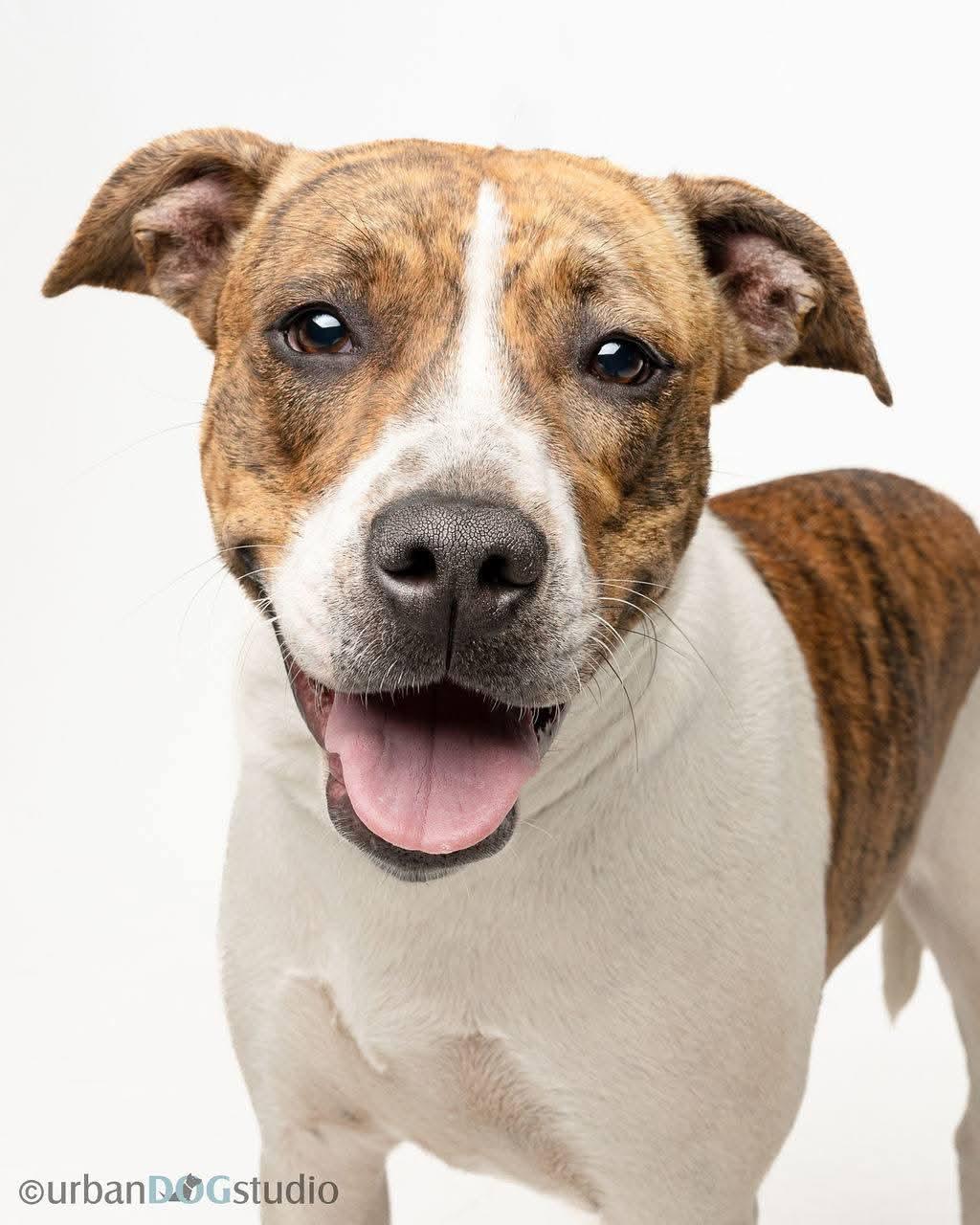 Rumi - F, a Adoptable Hound in Tampa, FL image 3/3