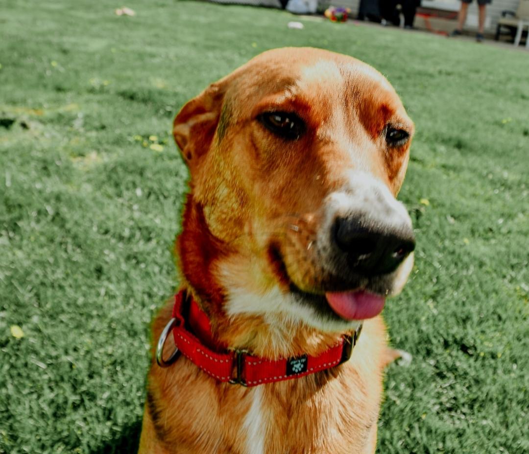 Ruby photo 3