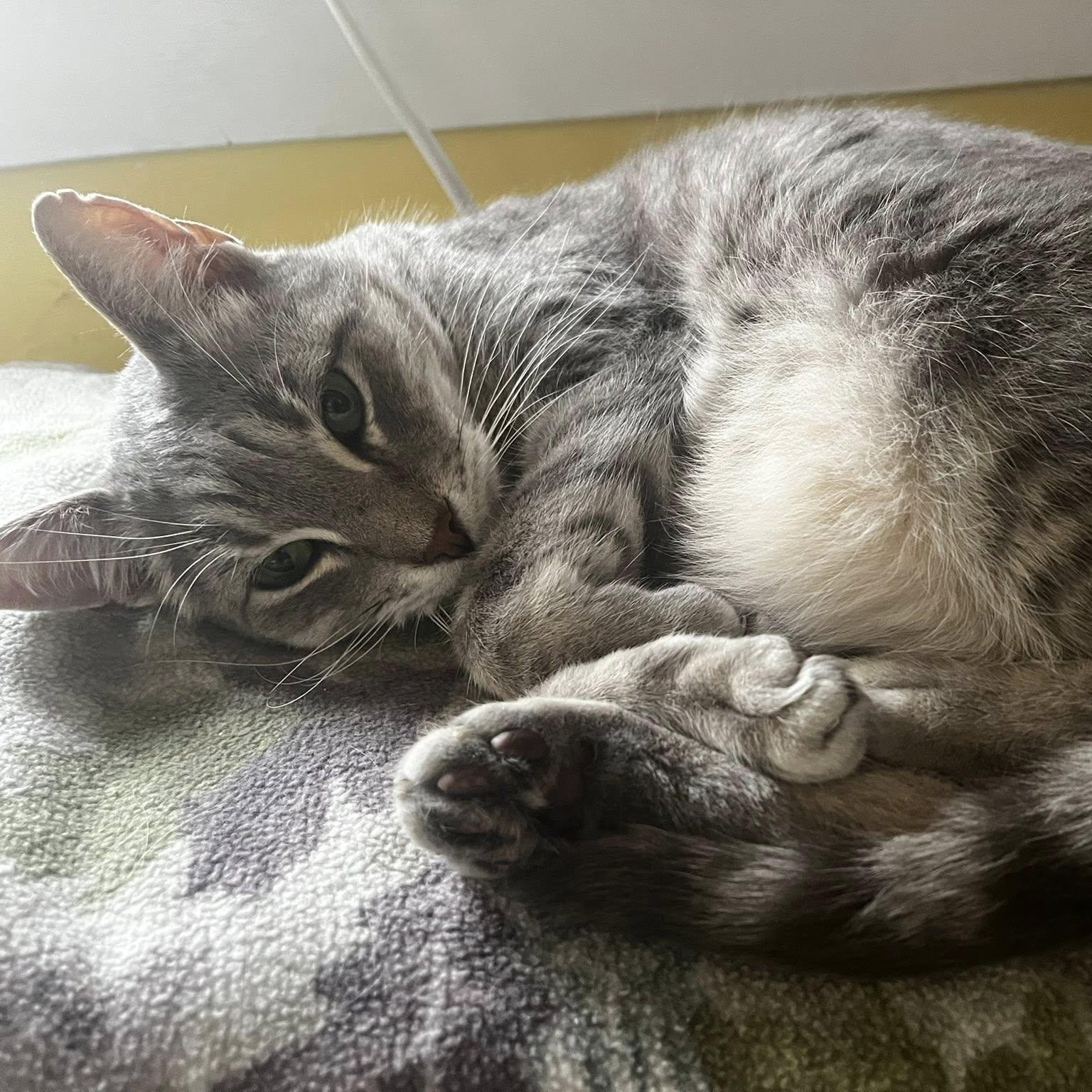 Enlarge Silver, an adoptable Domestic Short Hair in Albany, NY image 5/5