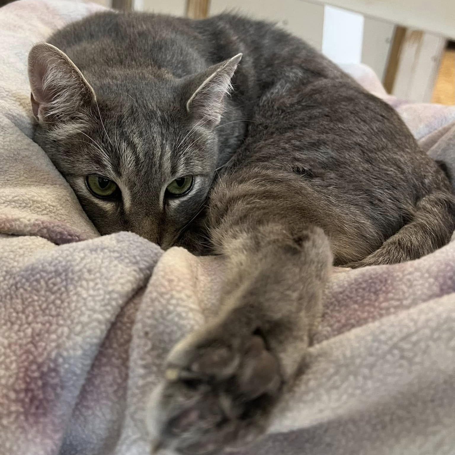 Enlarge Silver, an adoptable Domestic Short Hair in Albany, NY image 4/5