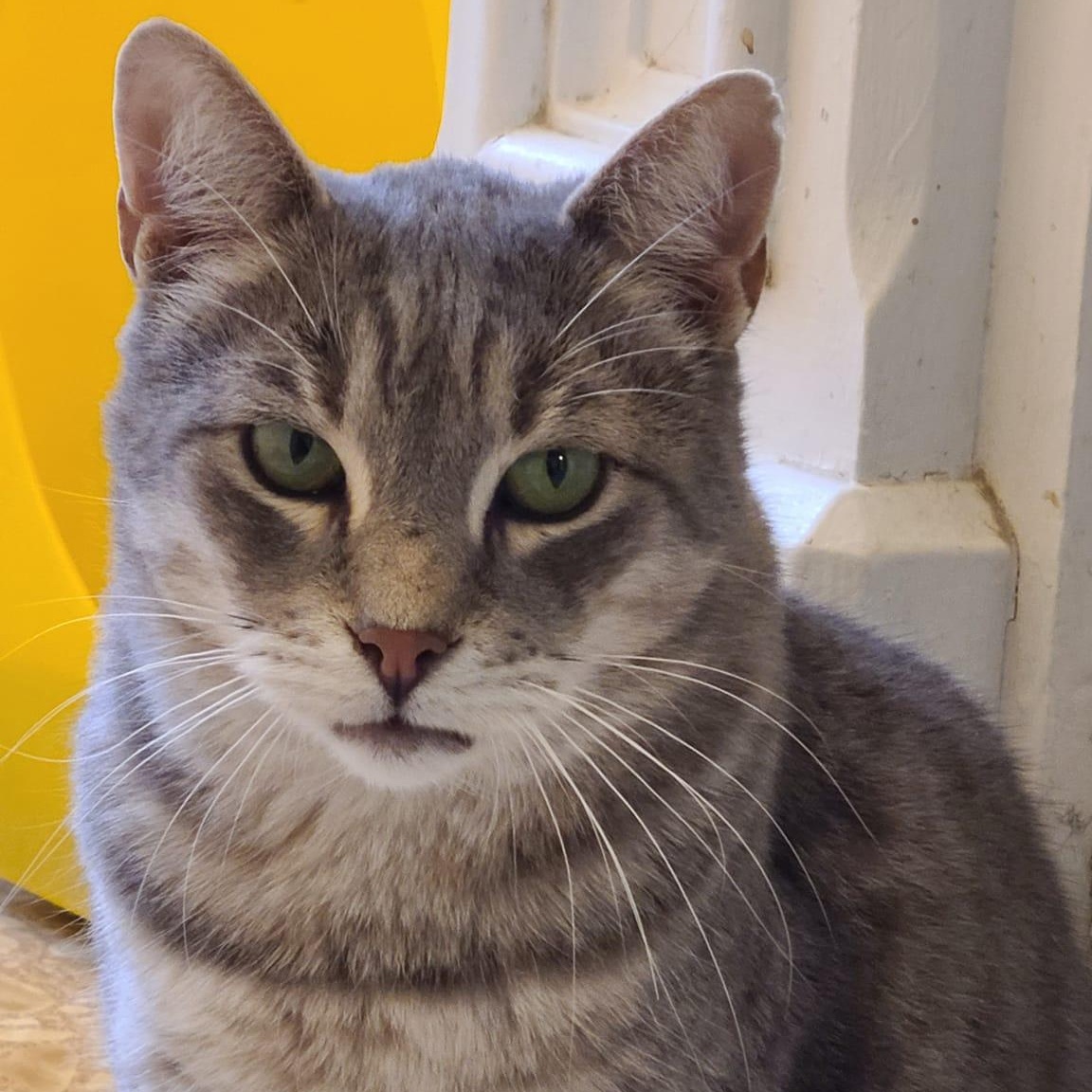Enlarge Silver, an adoptable Domestic Short Hair in Albany, NY image 2/5