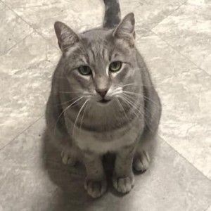 Silver, adoptable, Adult Male Domestic Short Hair.