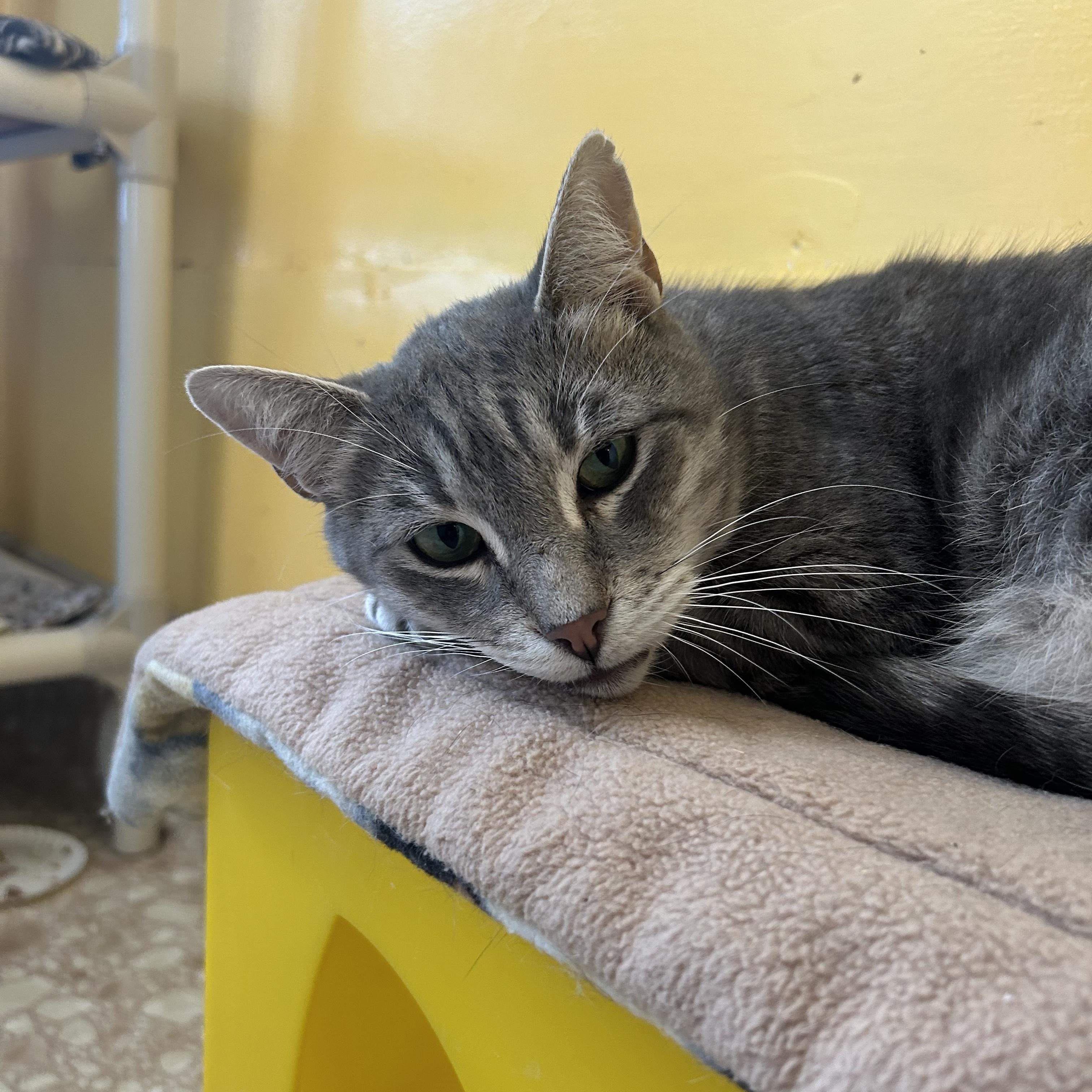 Enlarge Silver, an adoptable Domestic Short Hair in Albany, NY image 3/5