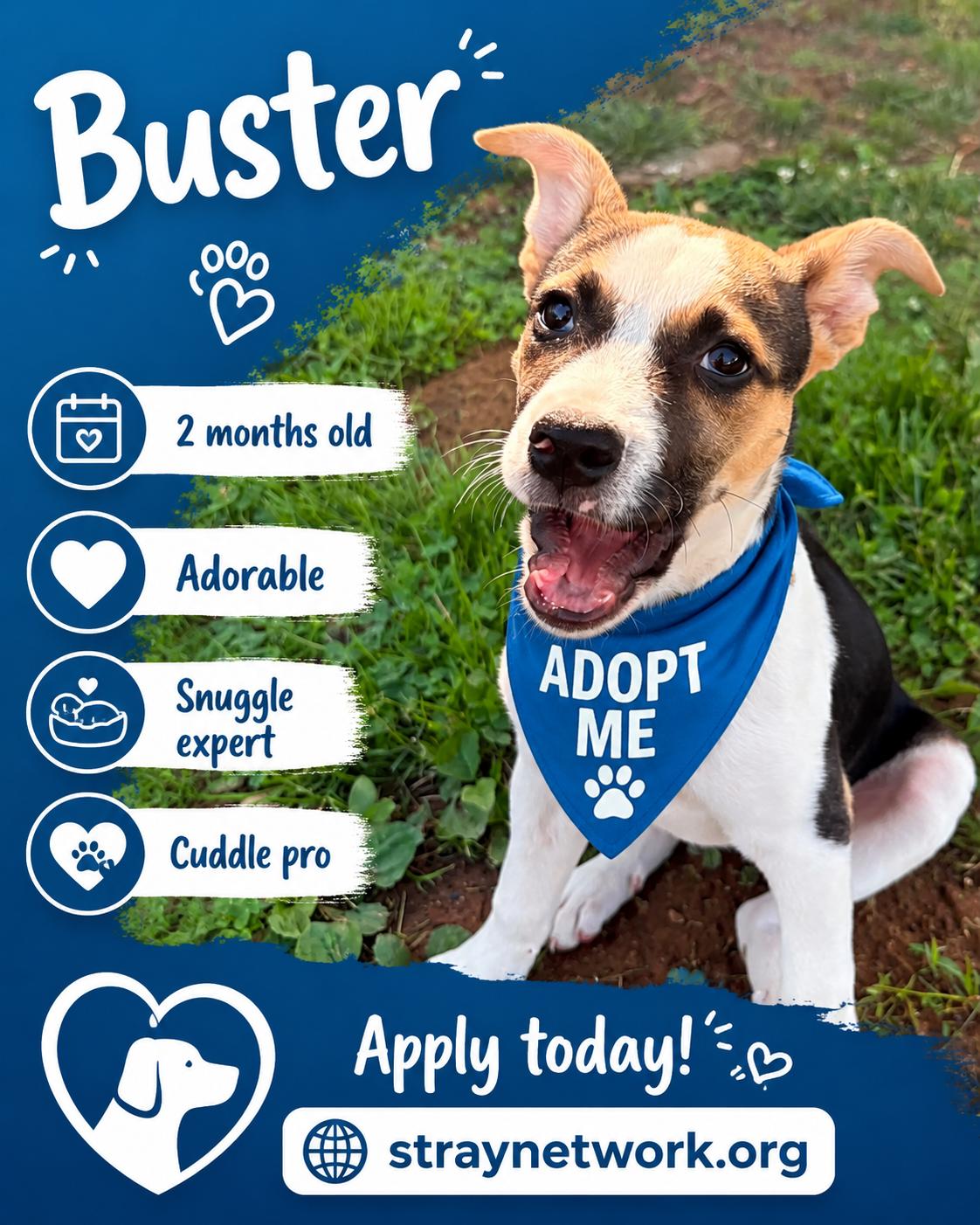 Enlarge Buster, a ADOPTABLE mixed breed in Hatfield, PA image 1/5