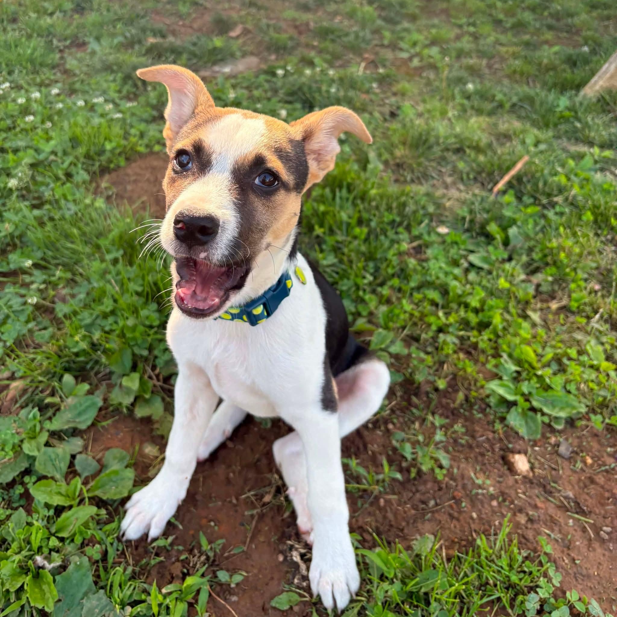 Enlarge Buster, a ADOPTABLE mixed breed in Hatfield, PA image 3/5