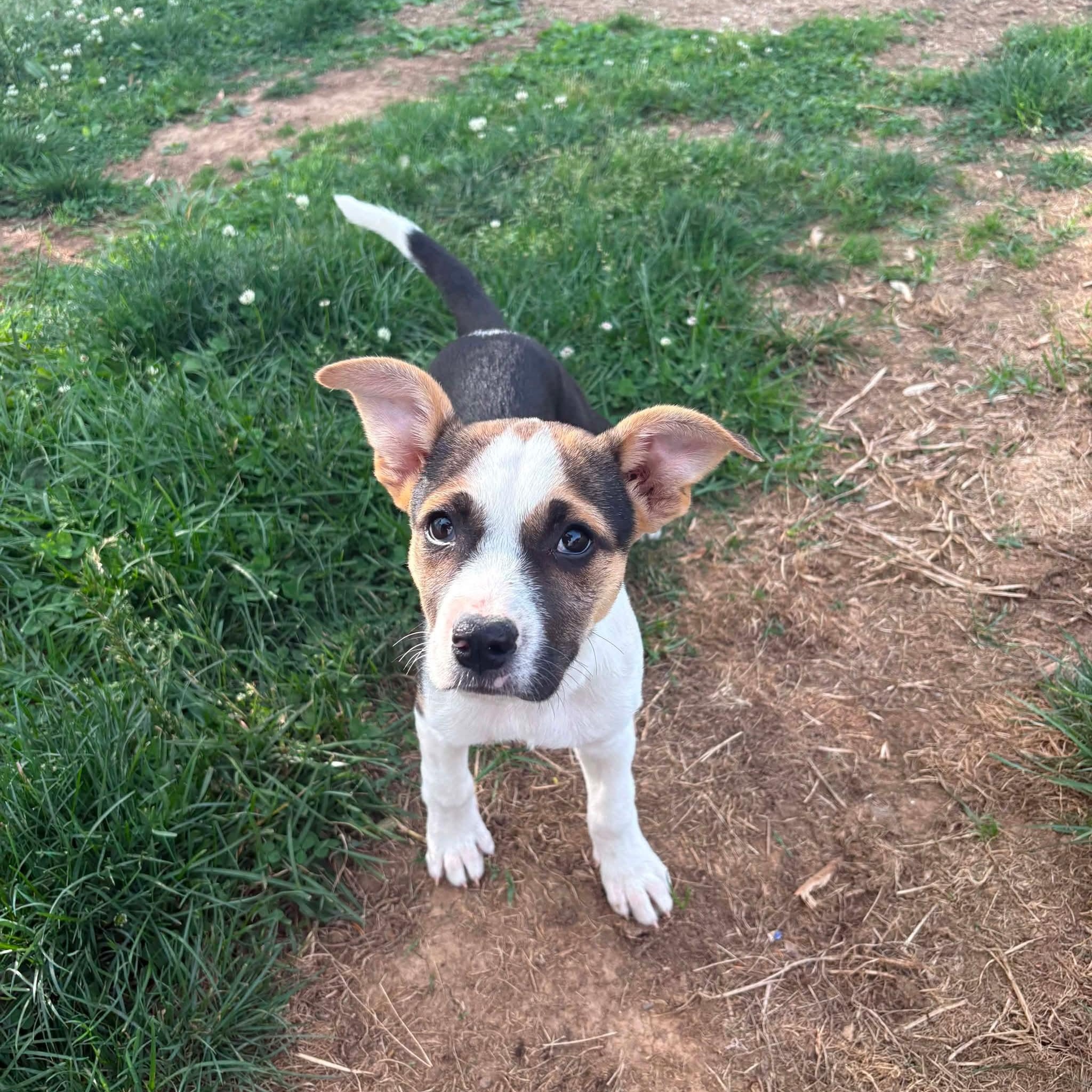Enlarge Buster, a ADOPTABLE mixed breed in Hatfield, PA image 4/5