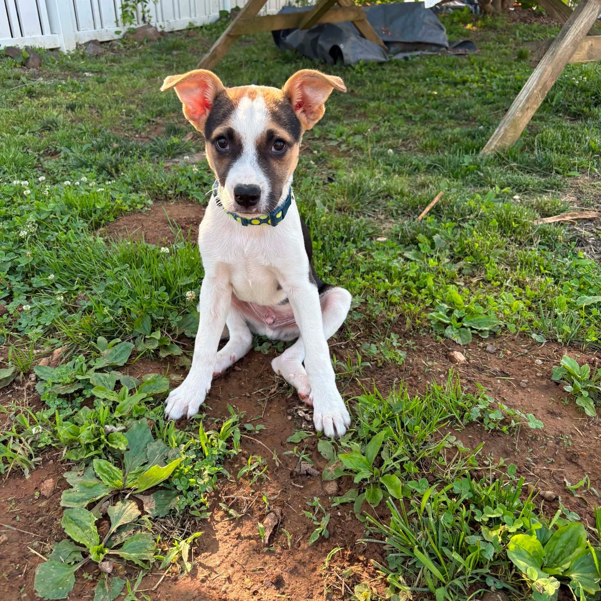 Enlarge Buster, a ADOPTABLE mixed breed in Hatfield, PA image 2/5