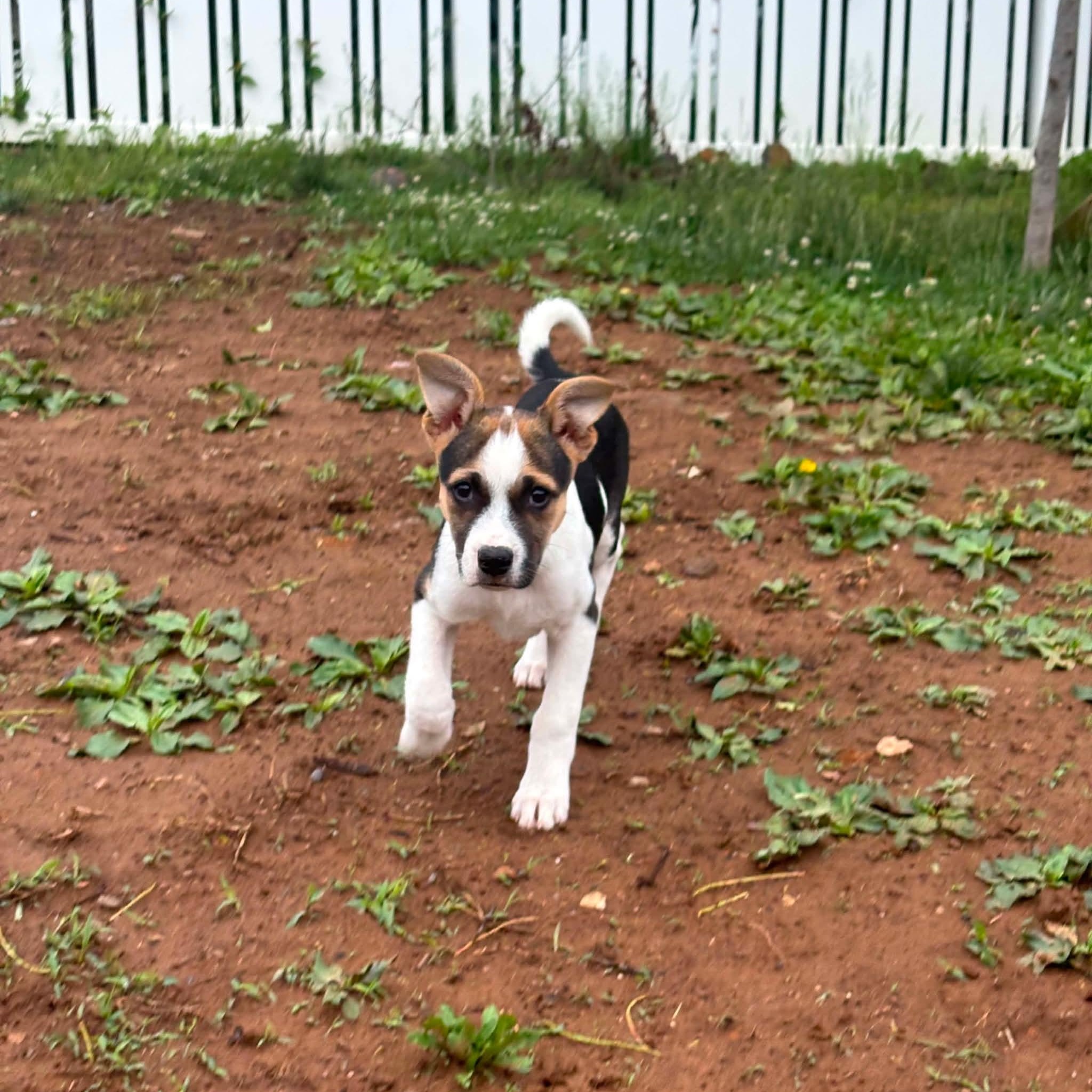Enlarge Buster, a ADOPTABLE mixed breed in Hatfield, PA image 5/5