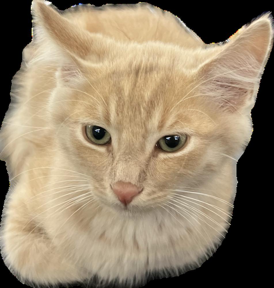 Tilmon, adopted, Kitten Male Domestic Medium Hair.