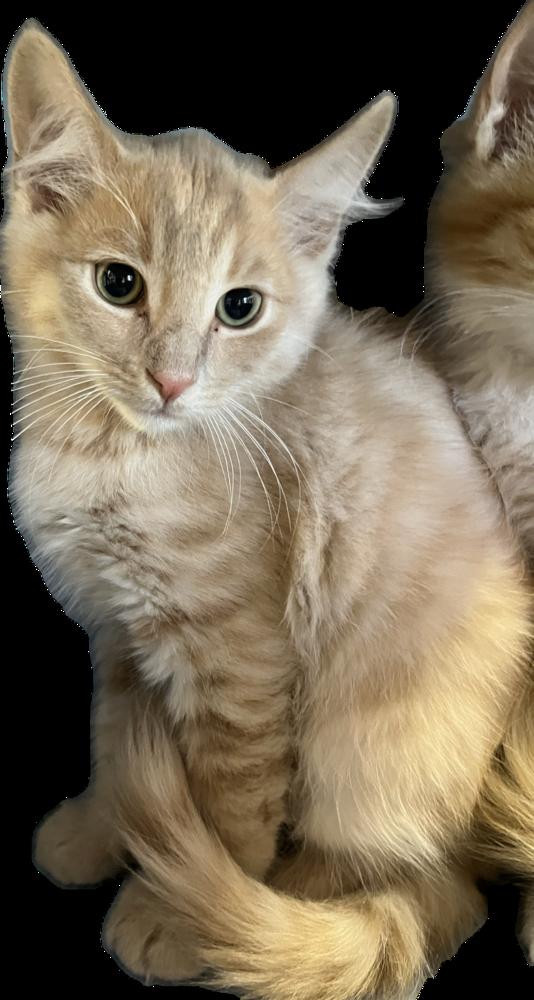 Tilmon, a Adoptable Domestic Medium Hair in Redlands, CA image 2/3