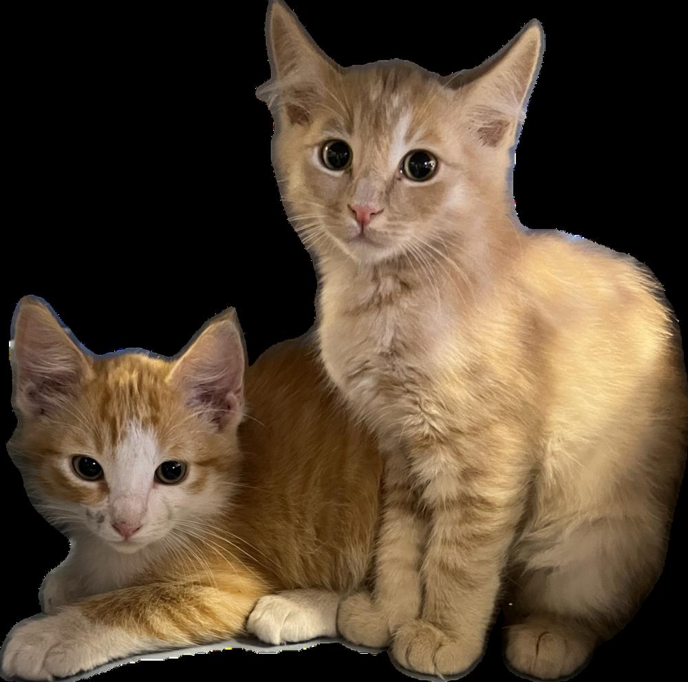 Tilmon, a Adoptable Domestic Medium Hair in Redlands, CA image 3/3
